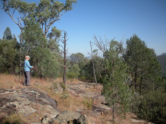 Neta at Acacia Lookout